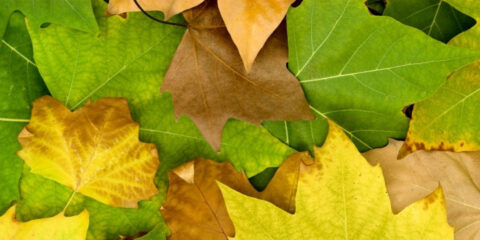 What’s Happening at Williams Elementary: November 2023