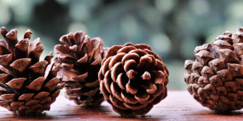 WES Announcements 12/2/24