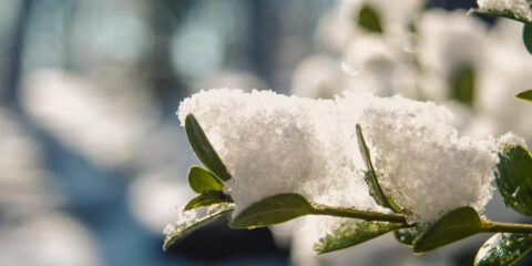 Williams Elementary School January News